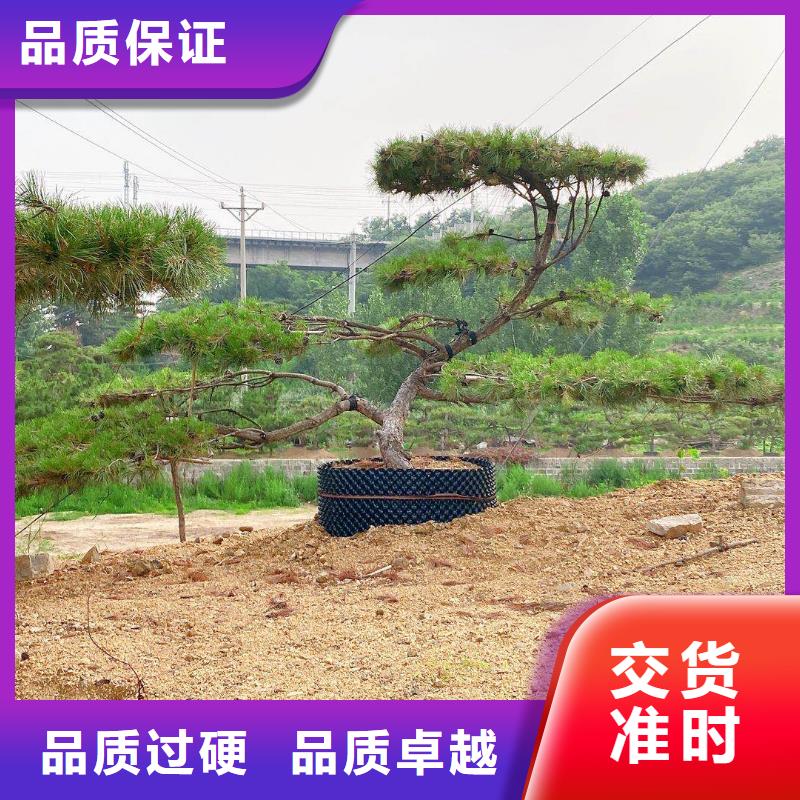 常年供應泰山風景松-放心