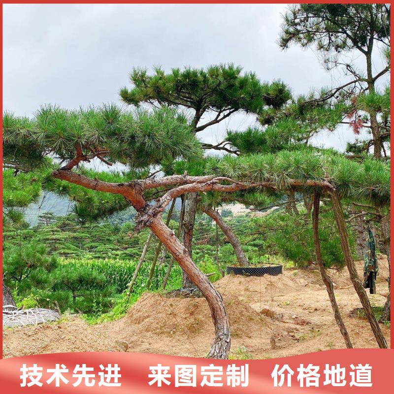 泰山松行業(yè)品牌廠家