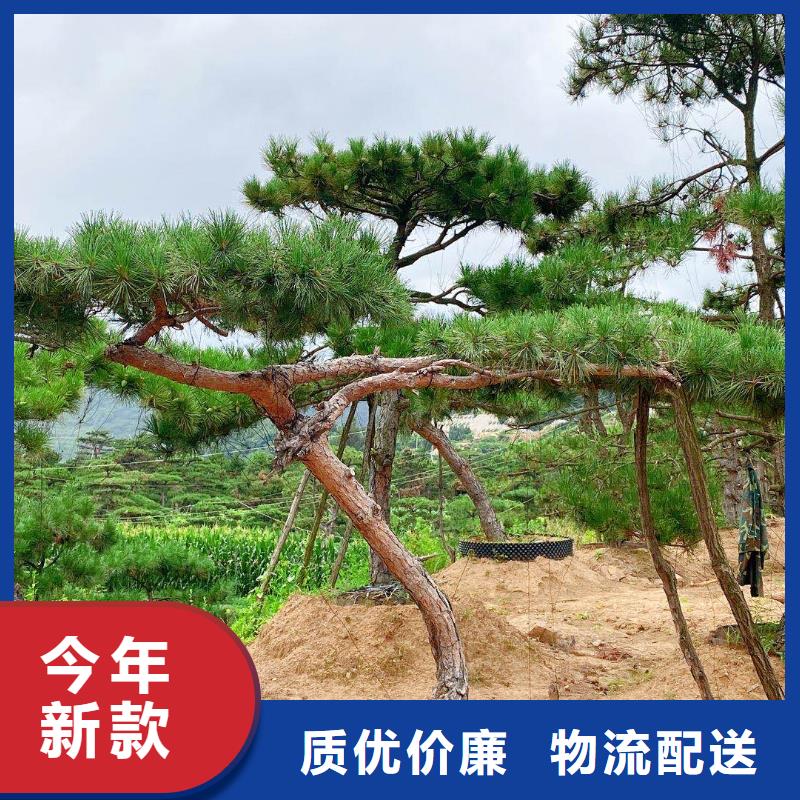 造型黑松批發零售-定做_東實園林綠化有限公司