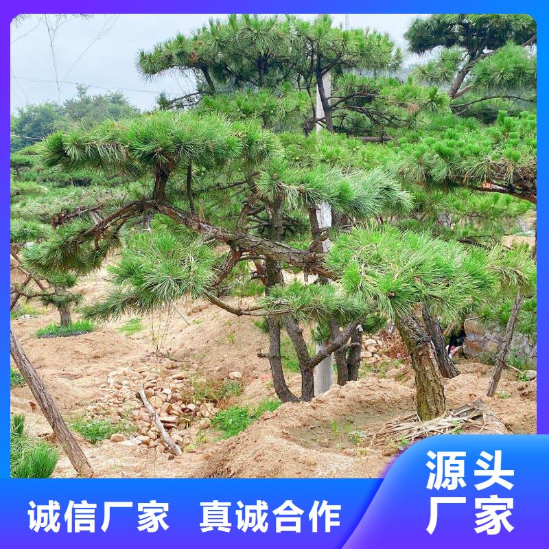  造型松工廠價格