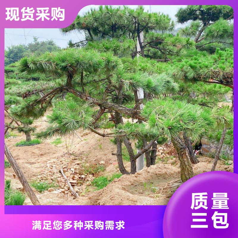 優質造型黑松廠家