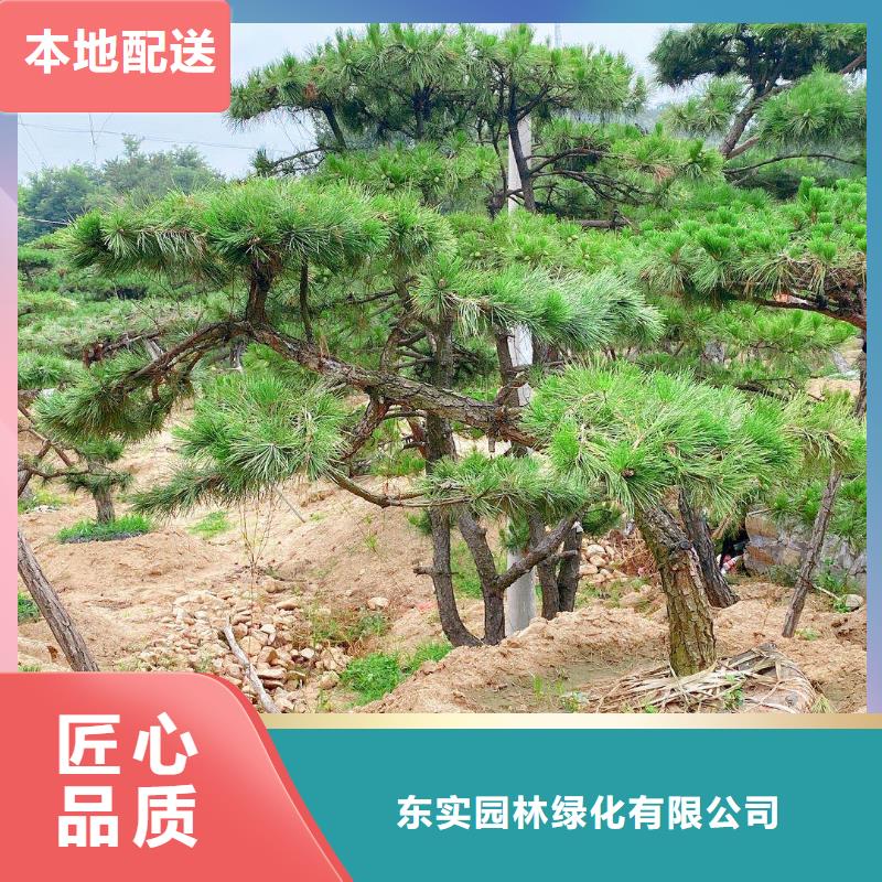  造型松商家直供