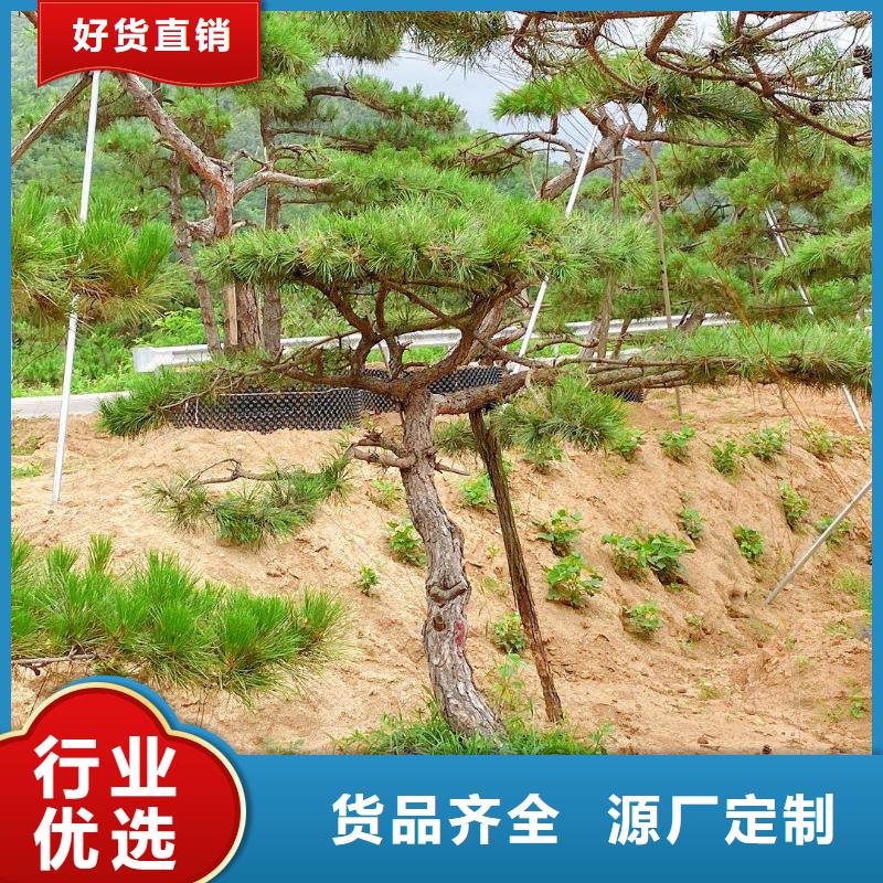 景觀松大品牌有保證
