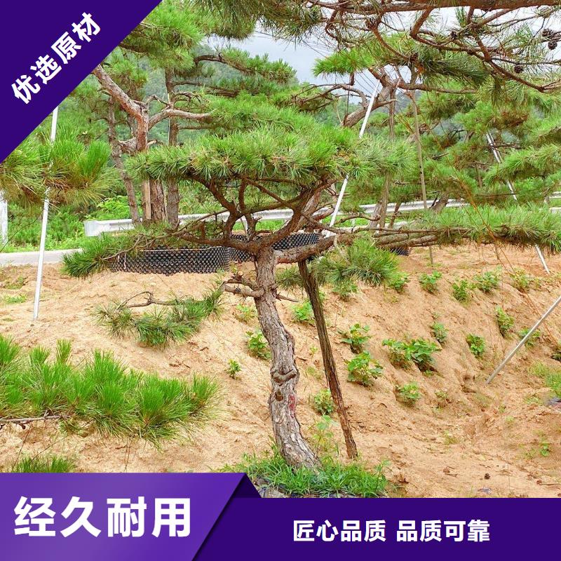 造型松【大型古松】好品质选我们