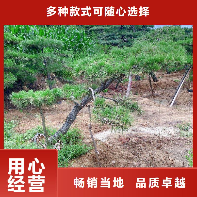造型油松视频-造型油松-东实园林绿化(辽源市分公司)服务区域东辽|东丰|四平|通化|长春|延边