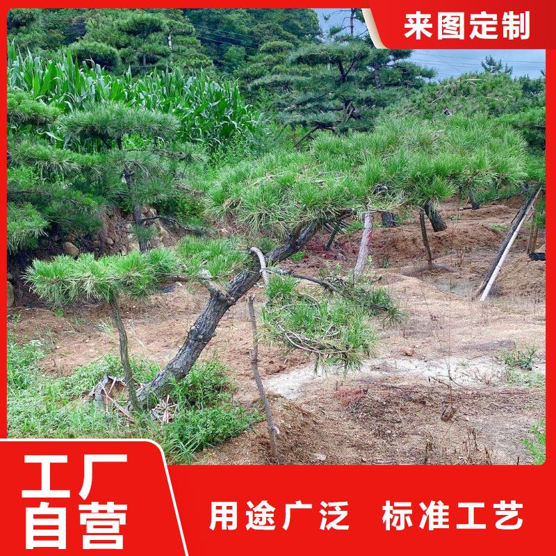 造型松樹認準實力工廠