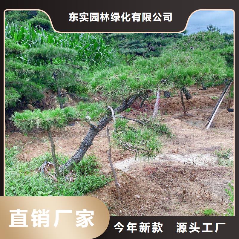 景觀松價格行情走勢
