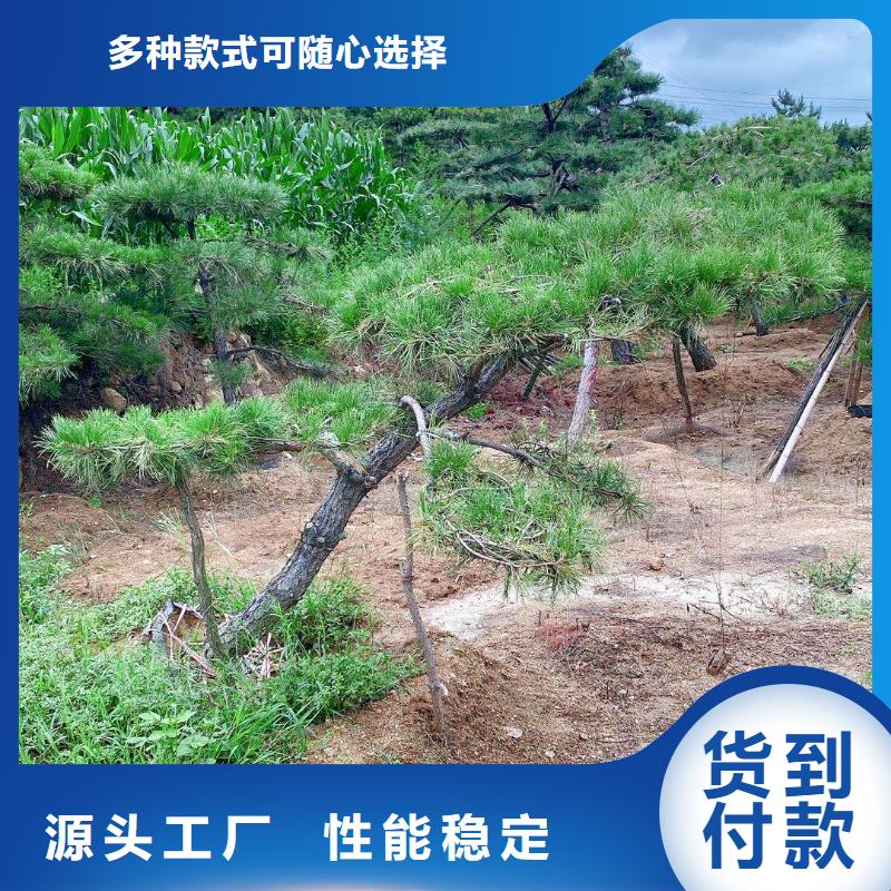 造型松古桩精益求精