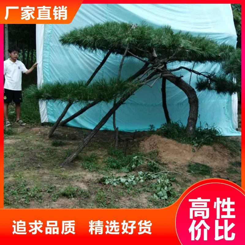  造型松貨品齊全