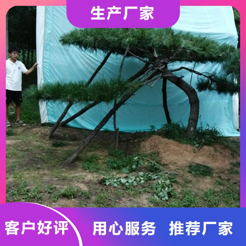 造型松造型松价格工厂自营