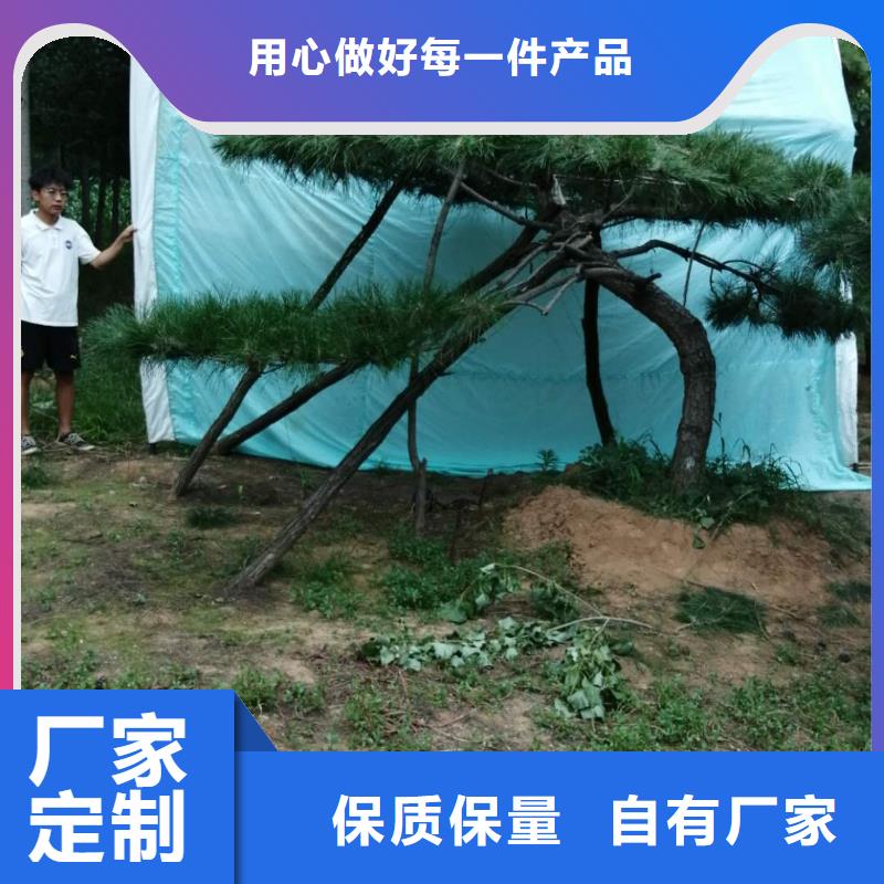 造型松,造型油松精選貨源