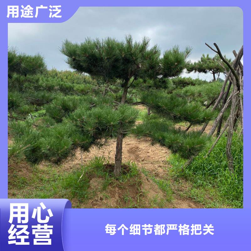 造型松【古桩】把实惠留给您