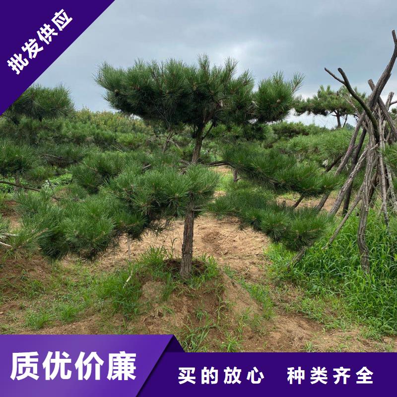 甄選：泰山松供應商