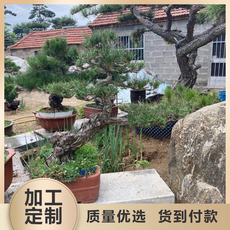造型松造型松价格24小时下单发货