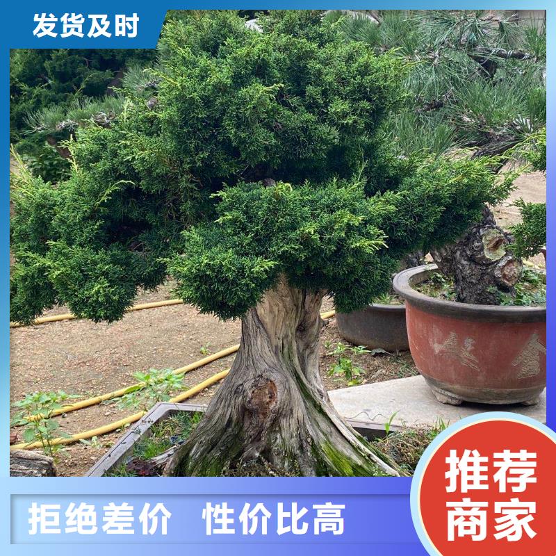 造型松迎客松经久耐用