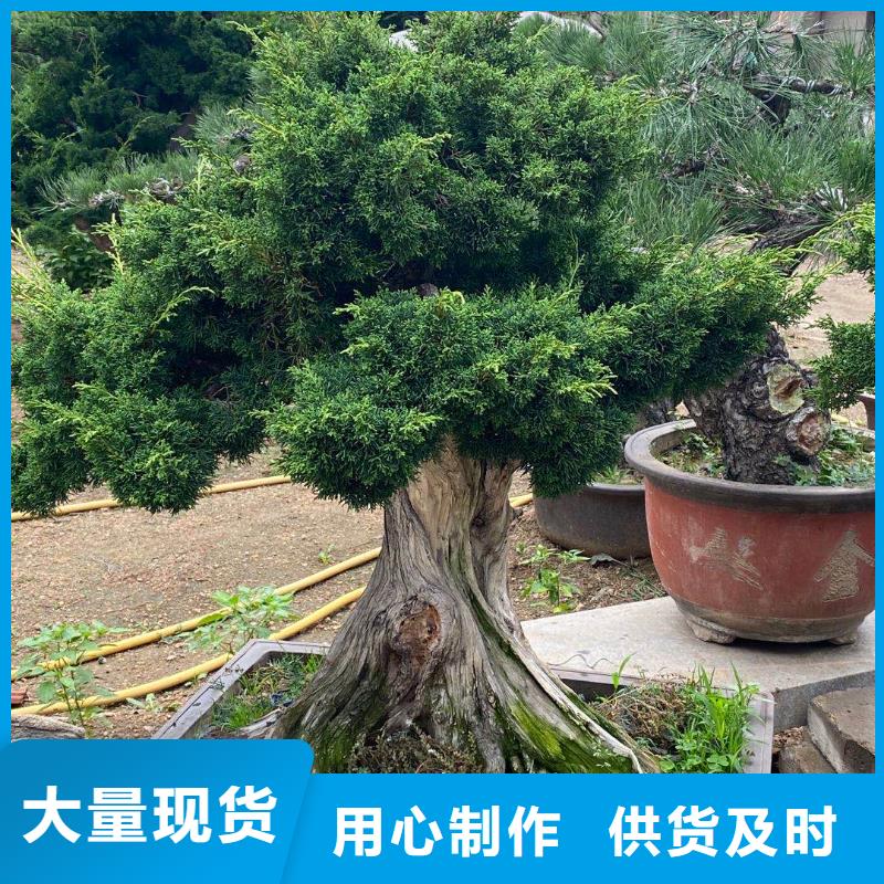 【造型松平顶松分类和特点】