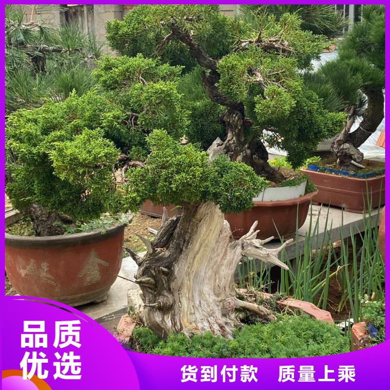  造型松聯系廠家