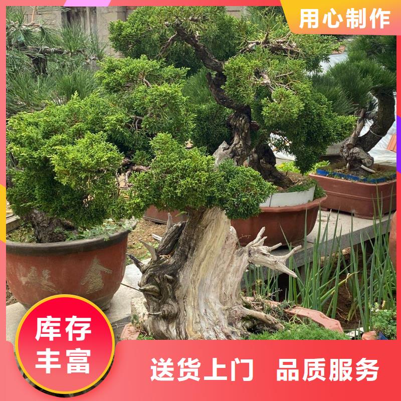 造型黑松批發零售-定做_東實園林綠化有限公司