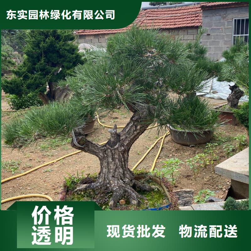 造型松專業(yè)按需定制