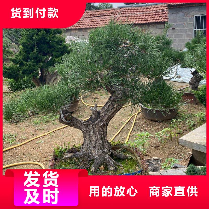 異型松廠家熱線