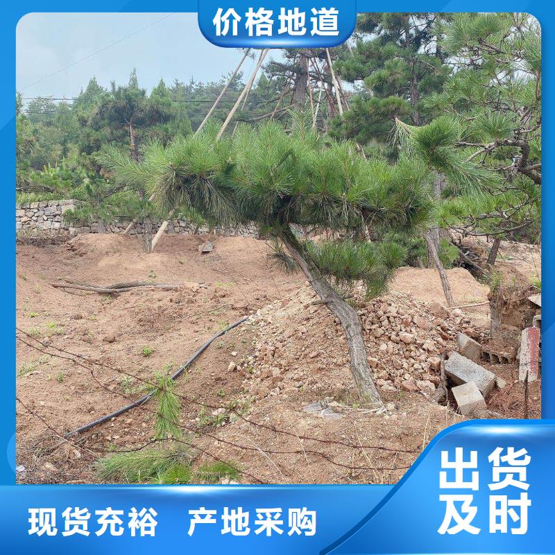 造型迎客松可隨時發貨