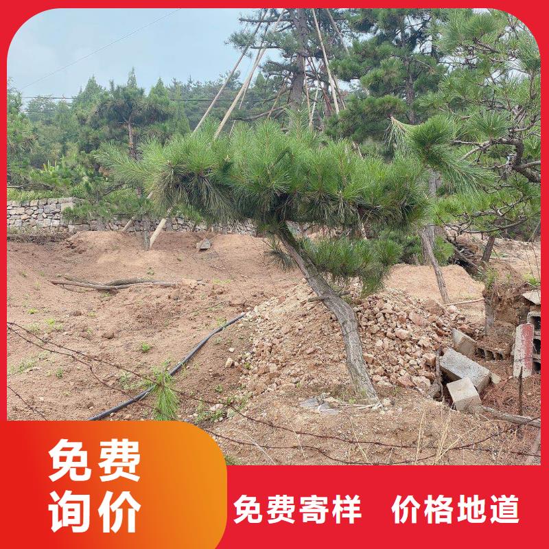 造型油松视频-造型油松-东实园林绿化(辽源市分公司)服务区域东辽|东丰|四平|通化|长春|延边