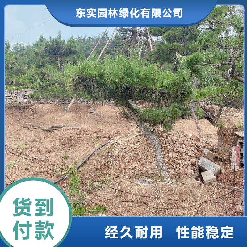 發貨速度快的泰山迎客松經銷商