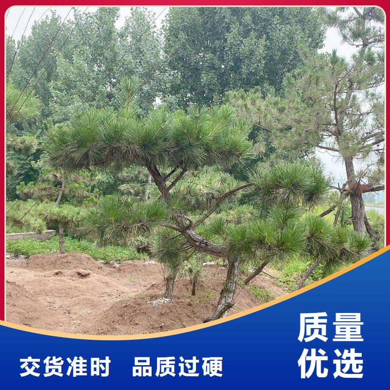 造型迎客松可隨時發貨