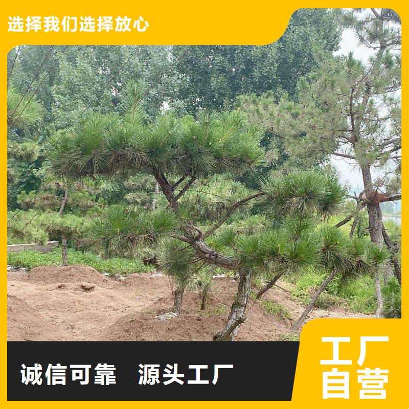 造型松_松苗木一站式采购
