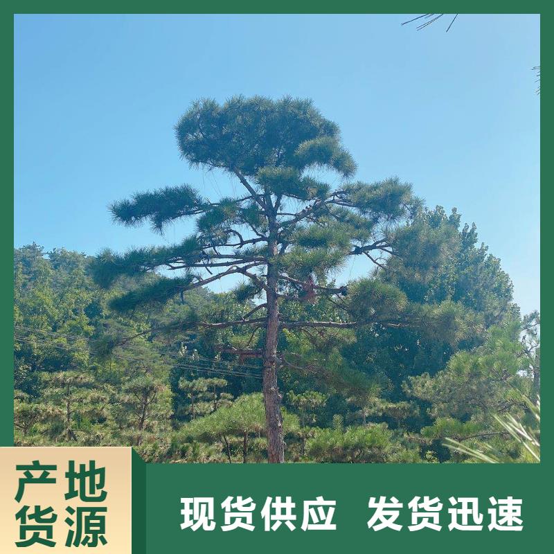 實(shí)力雄厚的造型松加工廠家