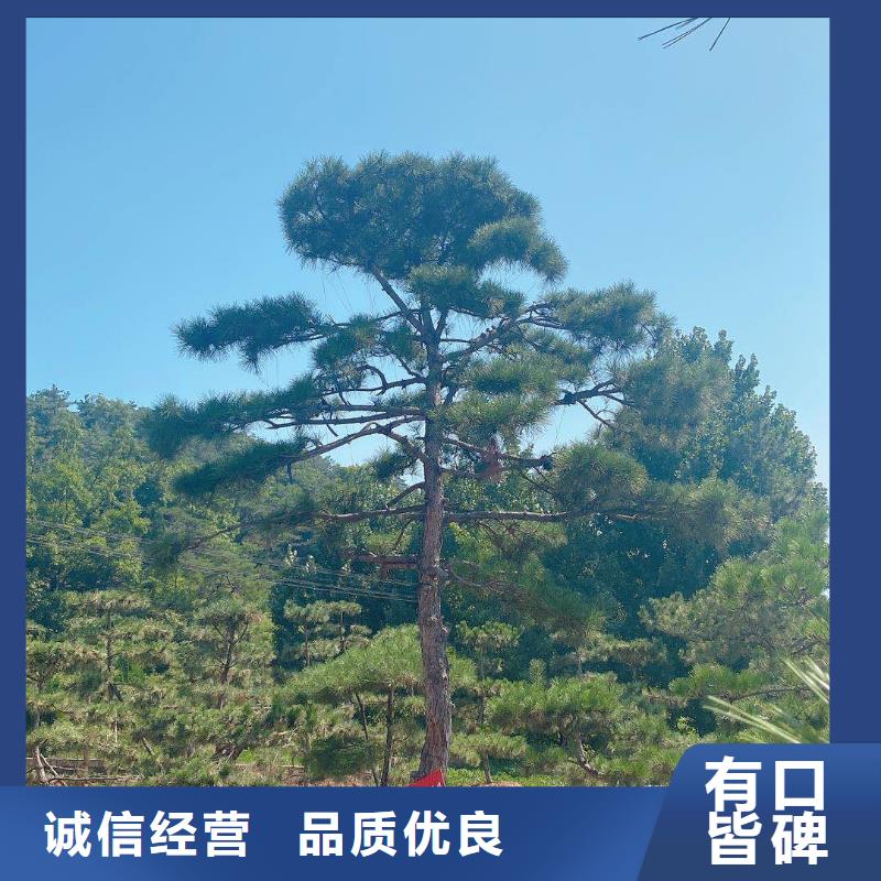 造型油松视频-造型油松-东实园林绿化(辽源市分公司)服务区域东辽|东丰|四平|通化|长春|延边