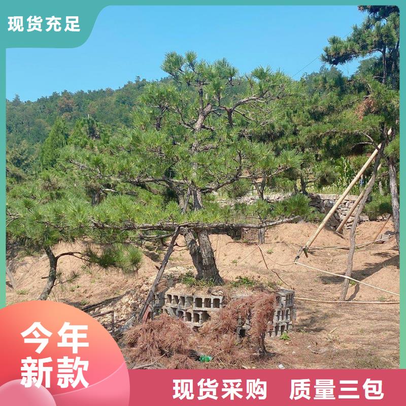 造型松大型古松设备齐全支持定制