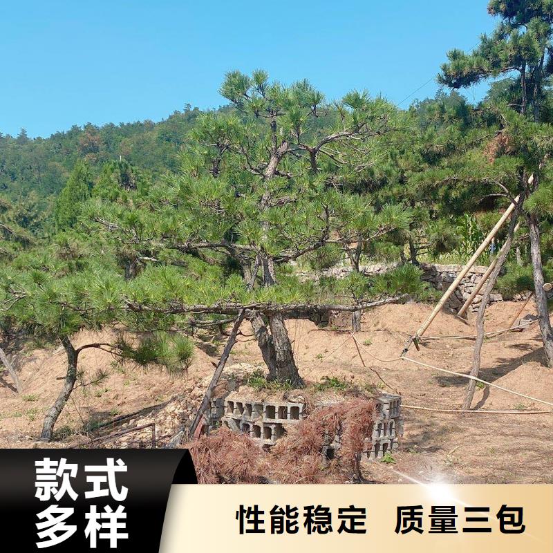 造型松古桩根据要求定制