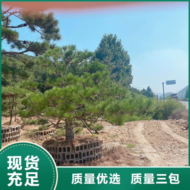 造型黑松工廠直營