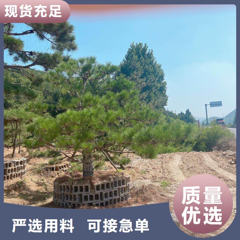 造型松联系厂家