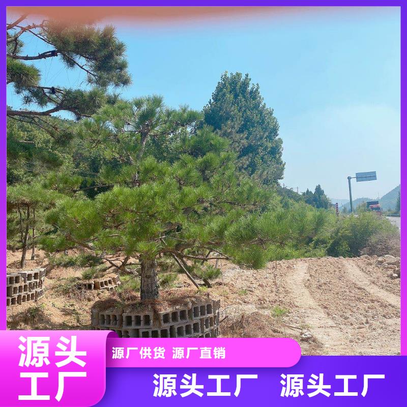 造型松造型黑松做工精細