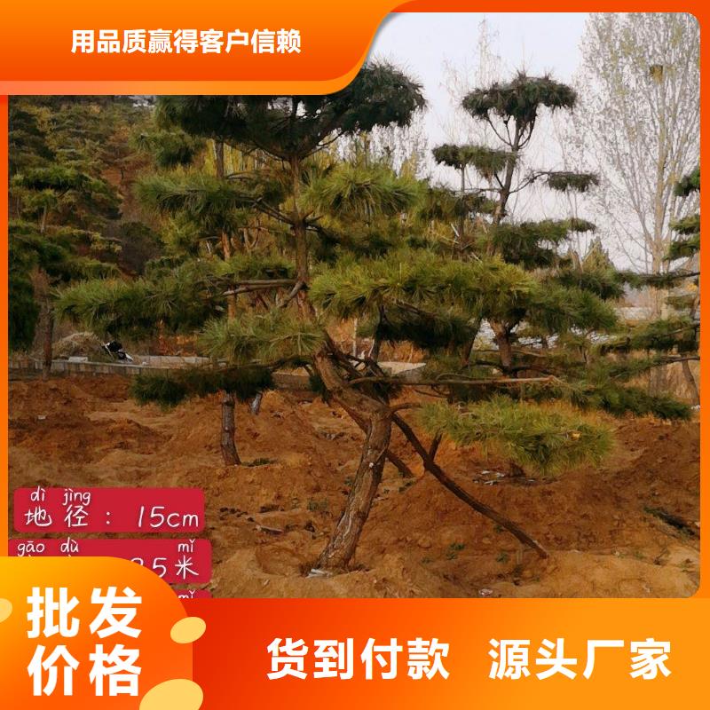 造型油松-廠家