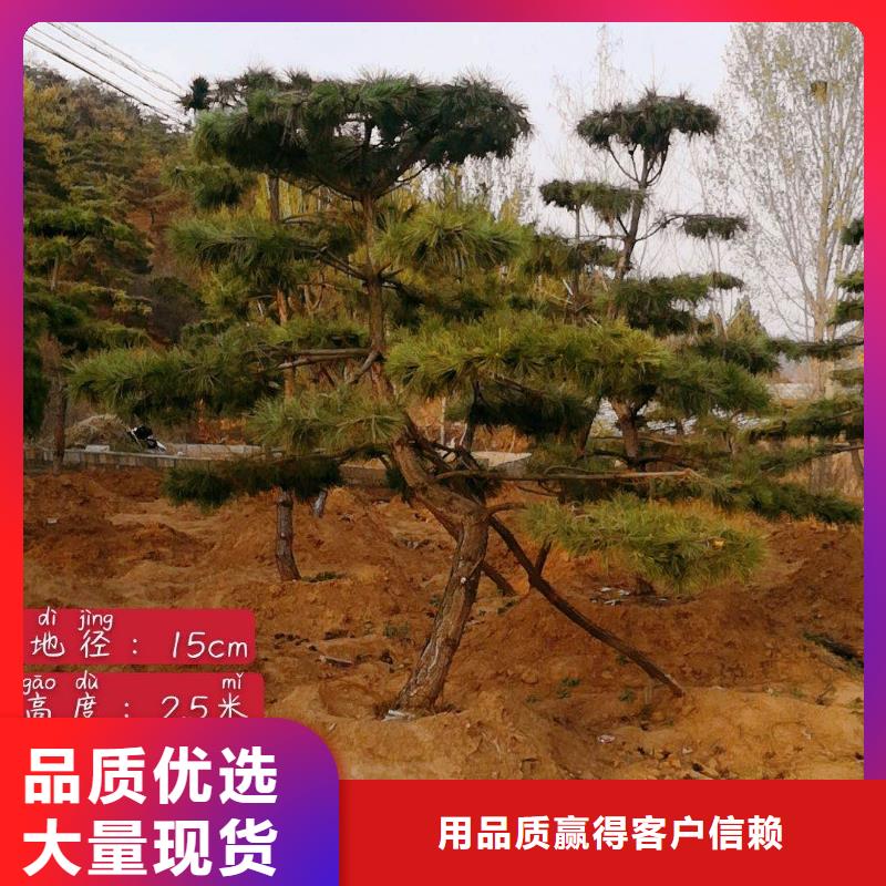 造型松-報價實在