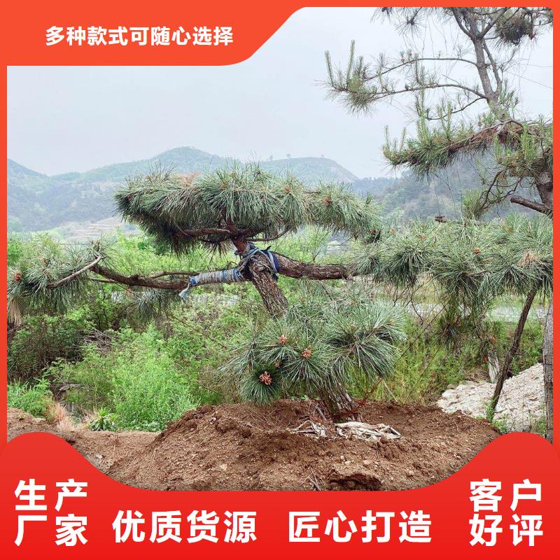 造型松好產品價格低