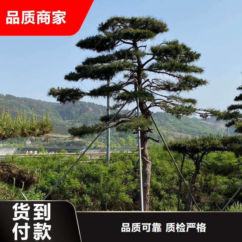 景觀松、景觀松廠家-誠信經營