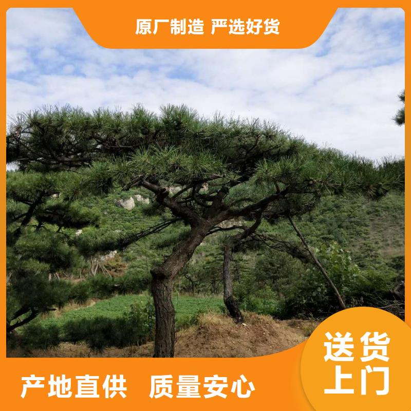 造型松,造型油松精選貨源