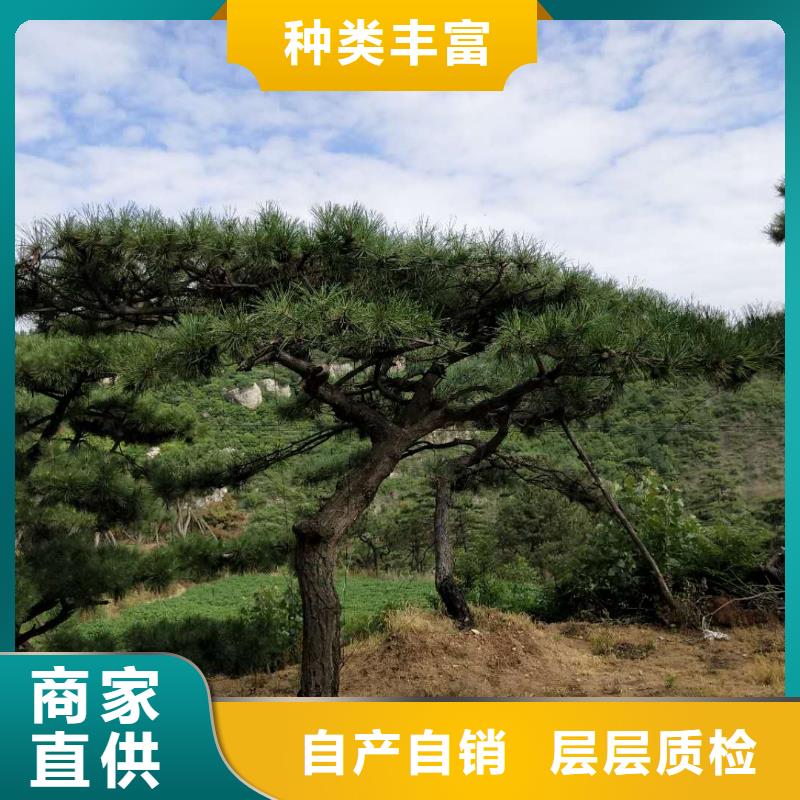 造型松【黑松】發貨及時