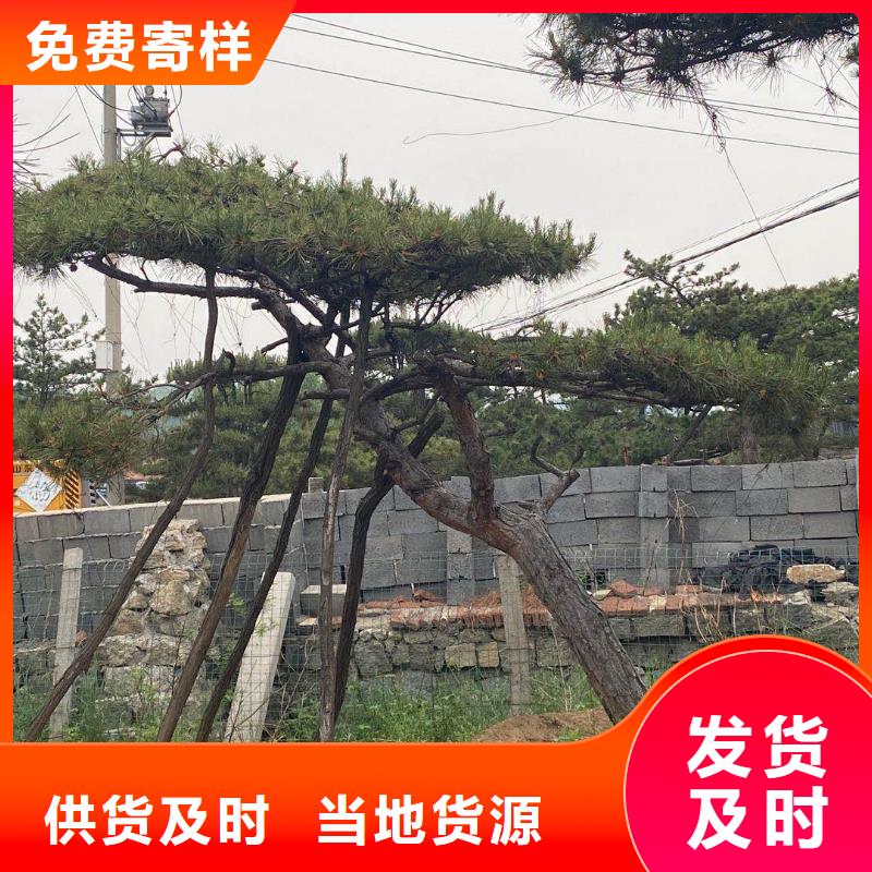 造型油松造型優(yōu)美