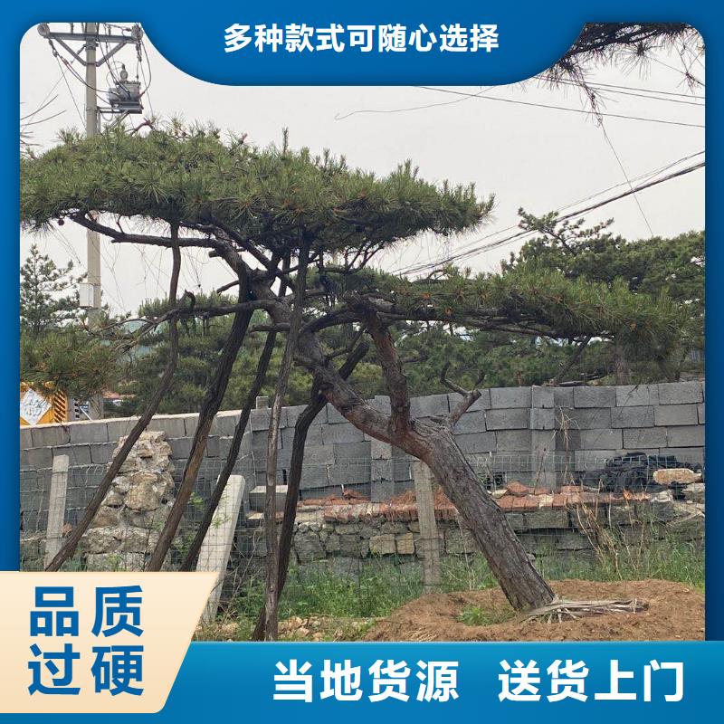 造型黑松批發(fā)采購(gòu)