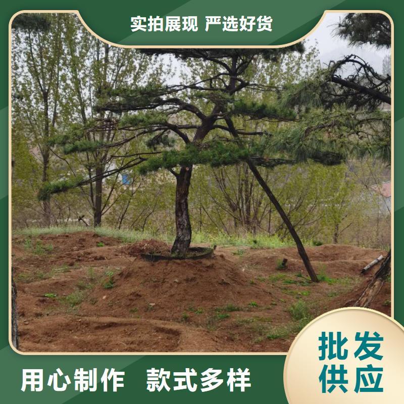 造型松造型松價格多家倉庫發貨