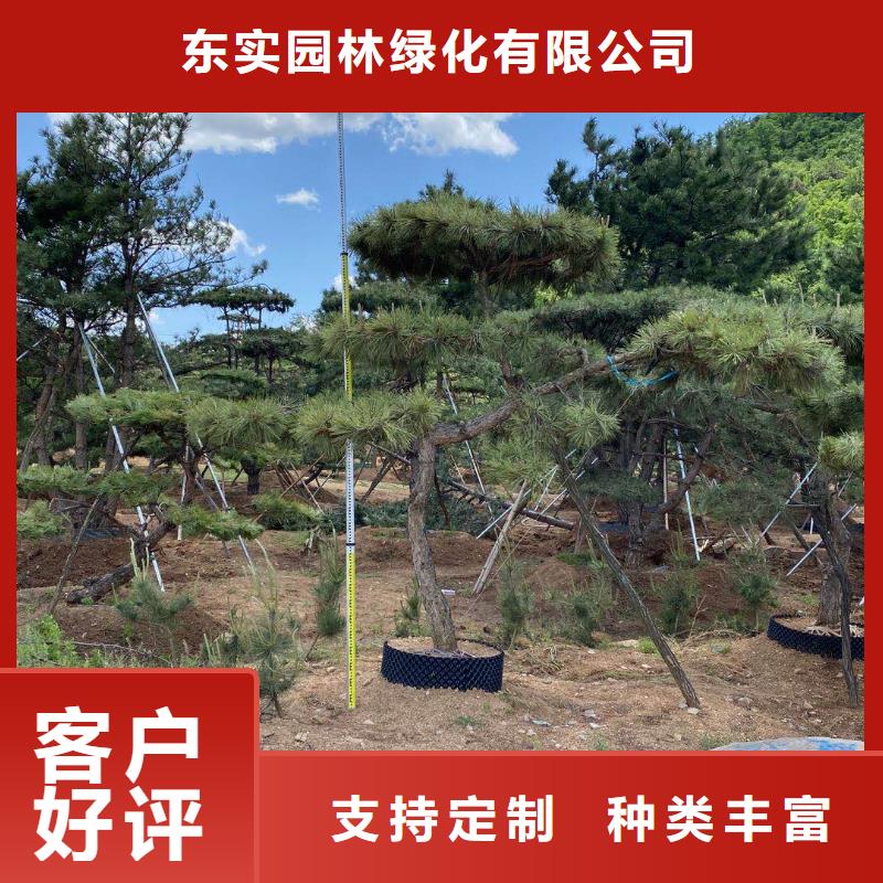 造型松造型油松滿足您多種采購(gòu)需求