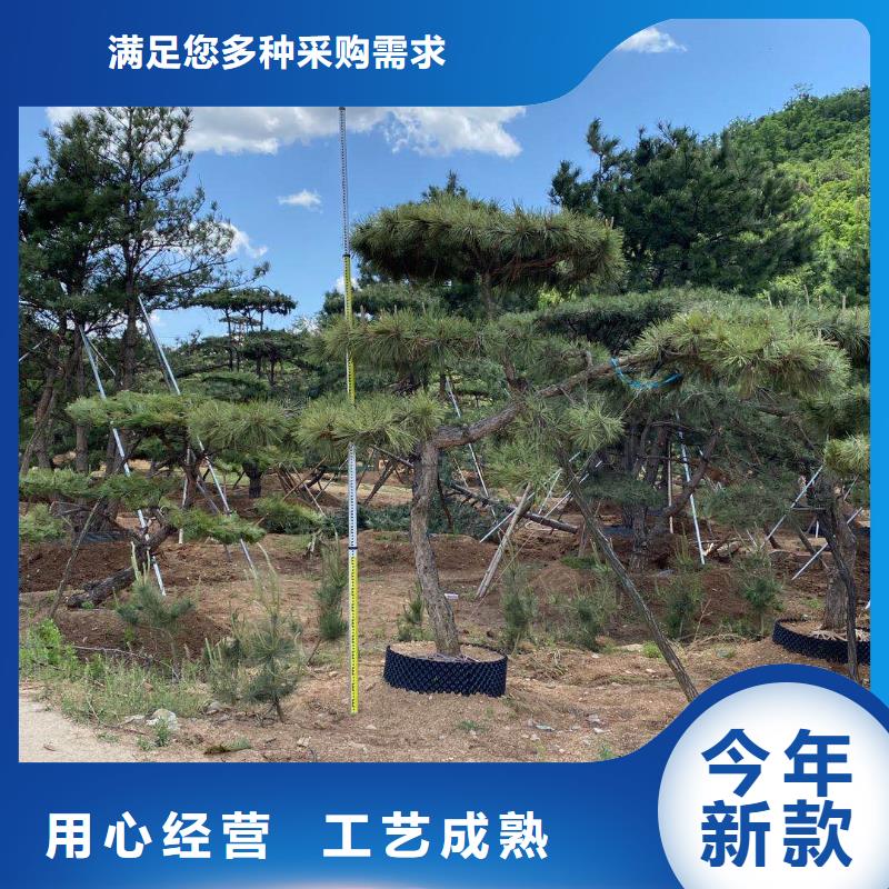 景觀松大品牌有保證