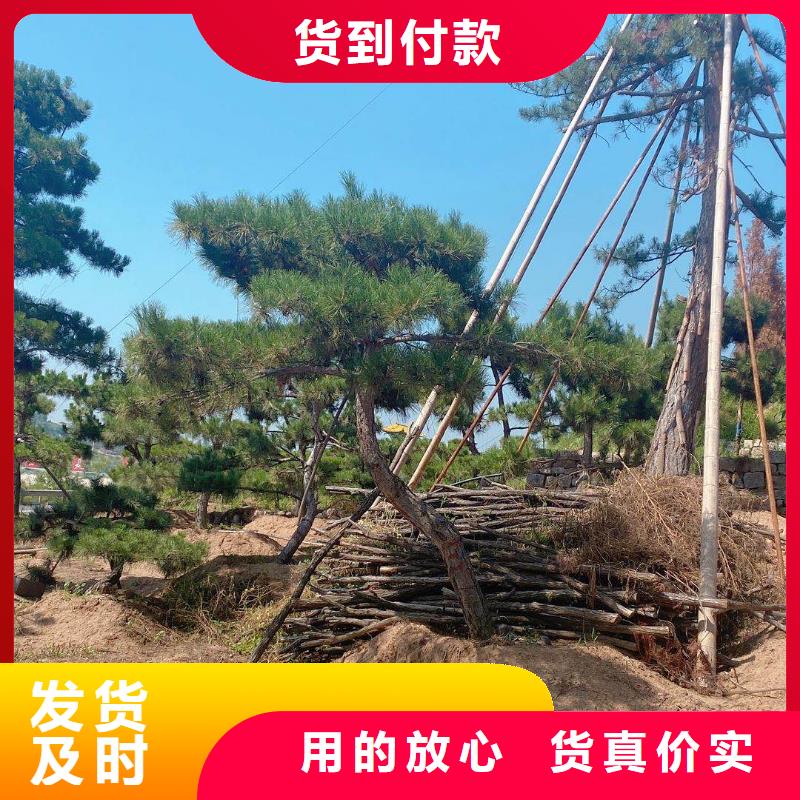 造型松造型油松滿足您多種采購(gòu)需求