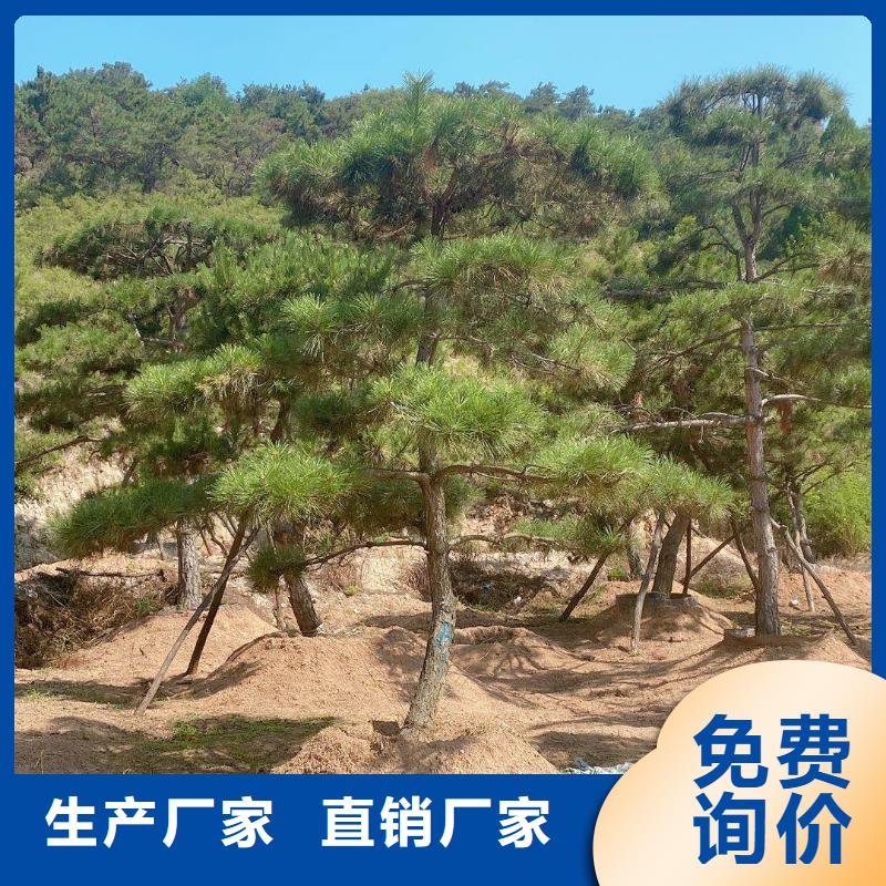 造型松造型油松滿足您多種采購(gòu)需求