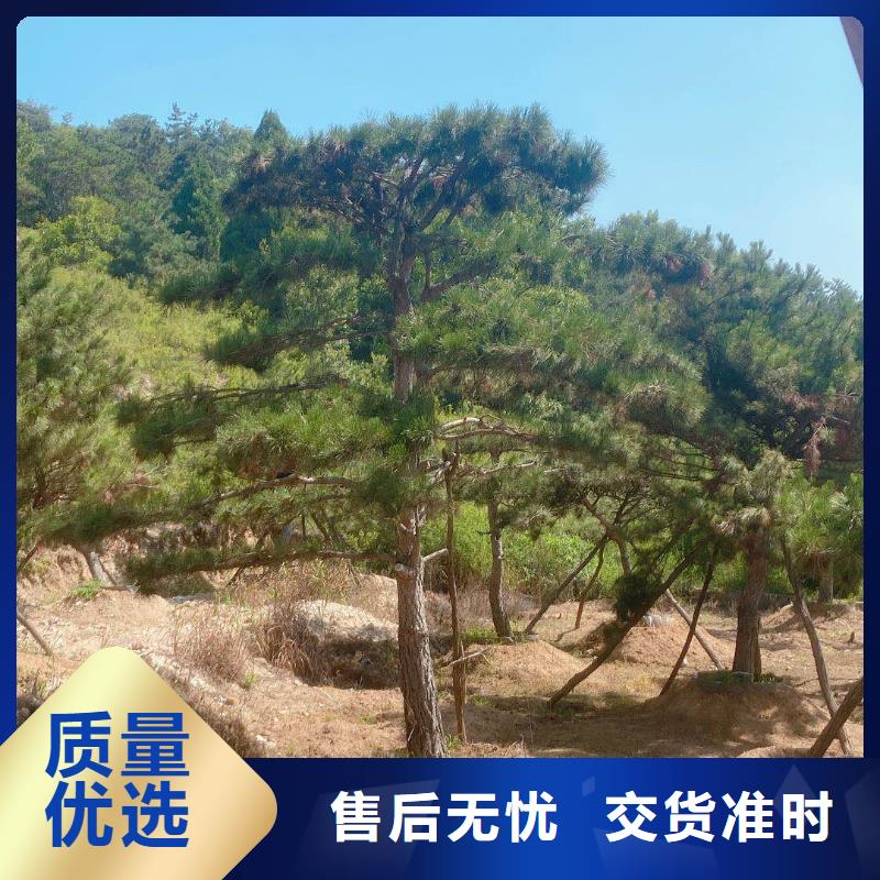 造型松造型油松滿足您多種采購(gòu)需求